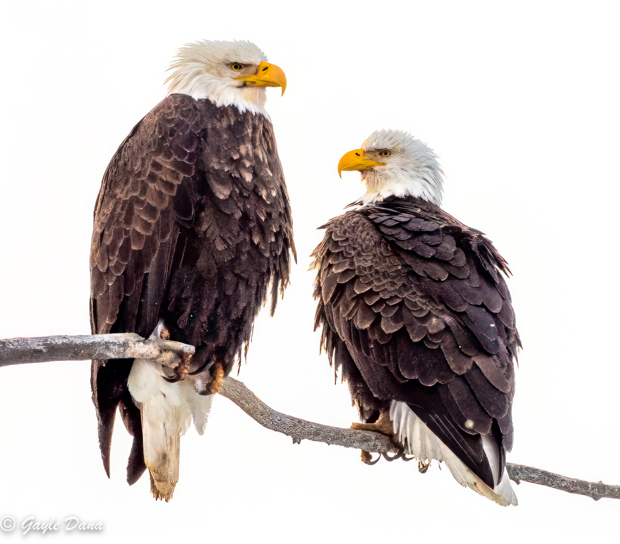 Birds